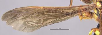 Media type: image;   Entomology 13769 Aspect: Wing front